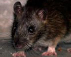 ������ ������� �������� ���������� ''�� ��������''