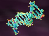 Сексуальная избирательность в будущем приведет к генетическому неравенству