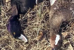 �������� �������� ������ ��������� ������������ � ����� ���������� ��������