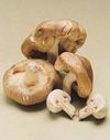 «Трубочки» грибные в желе с соусом «Провансаль»